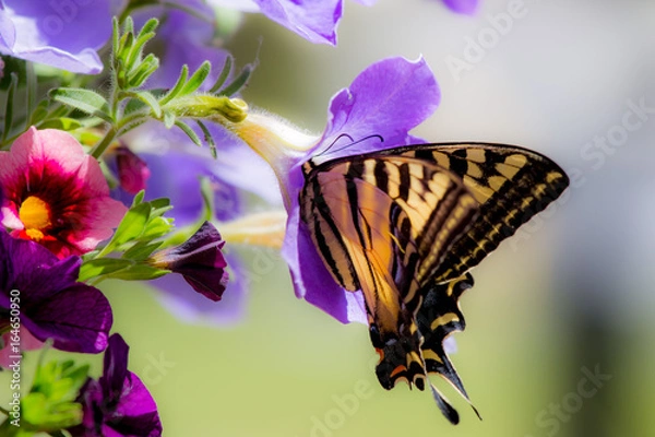Obraz Monarch butterfly on flower.