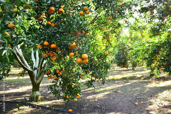 Fototapeta Mandarins pickup in the orchard