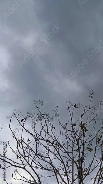 Obraz tree in the sky