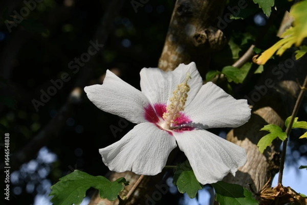 Fototapeta ムクゲ