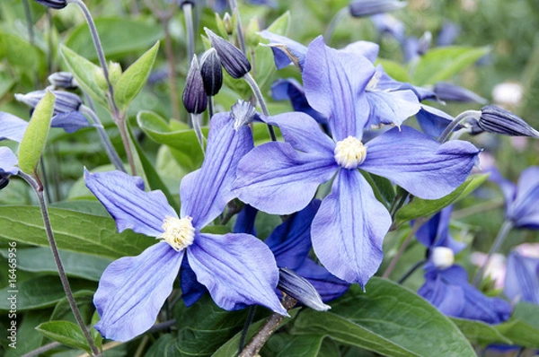 Obraz Clematis