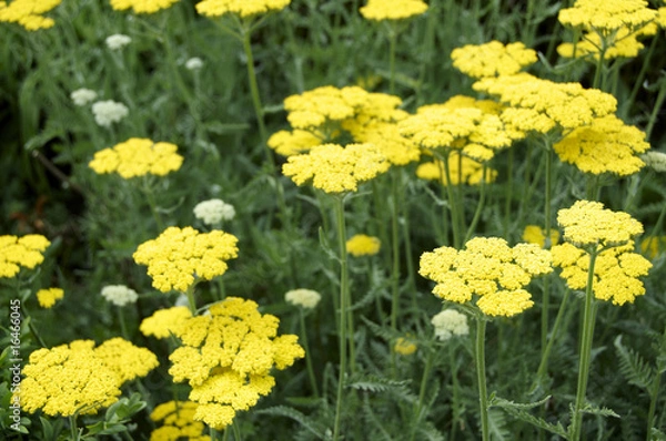 Obraz Achillea
