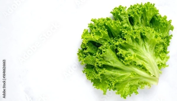 Fototapeta Fresh green lettuce leaves on white background