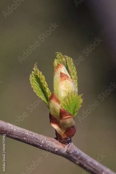 Fototapeta Spring. Close-up of a blooming elm bud