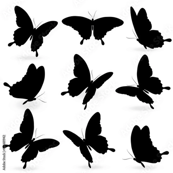 Fototapeta black butterfly, isolated on a white