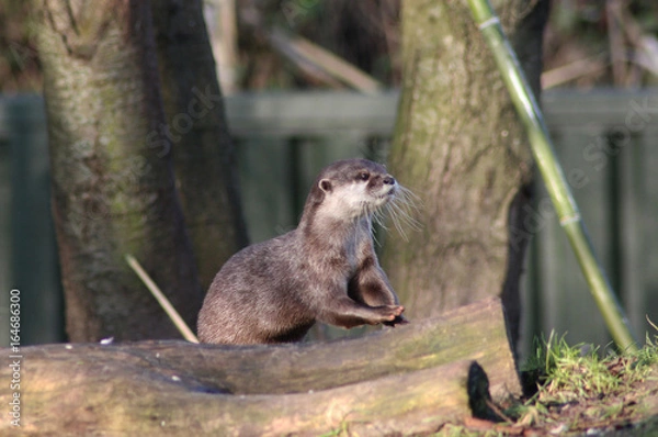 Obraz Asian Small clawed otter	