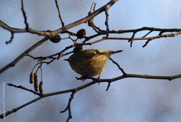 Obraz The goldcrest (Regulus regulus)
