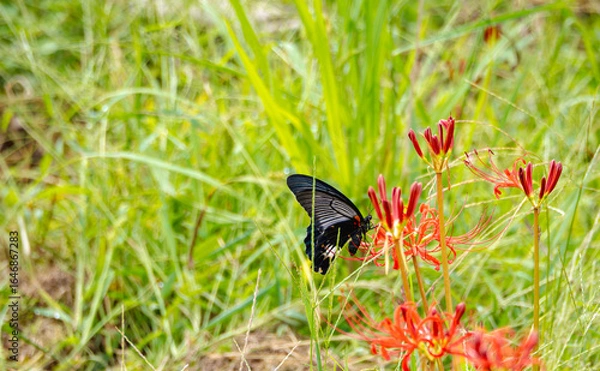 Obraz 秋草に舞う黒の羽音