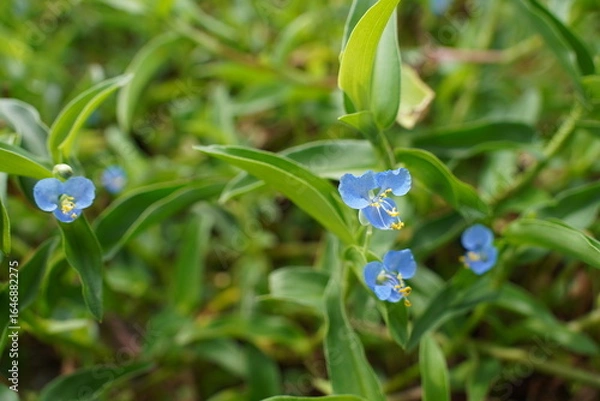 Fototapeta Close-up of an Asiatic dayflower, ツユクサ（露草)