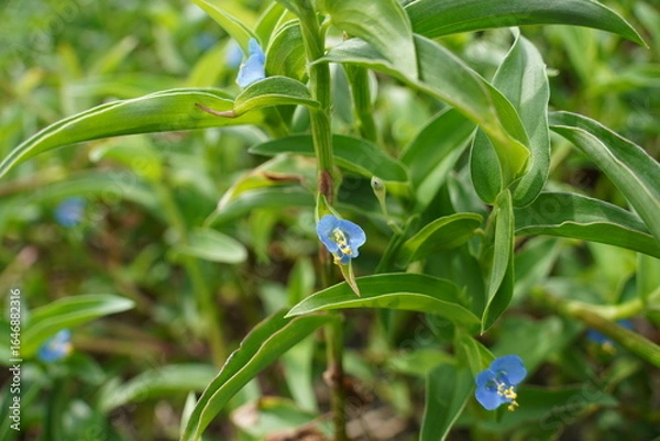 Obraz Close-up of an Asiatic dayflower, ツユクサ（露草)