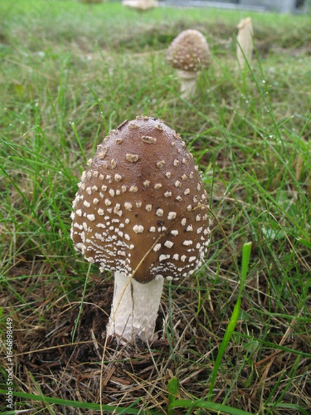 Fototapeta テングダケ