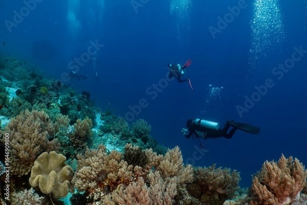 Fototapeta Scuba divers explore a vibrant coral reef in the deep blue ocean.