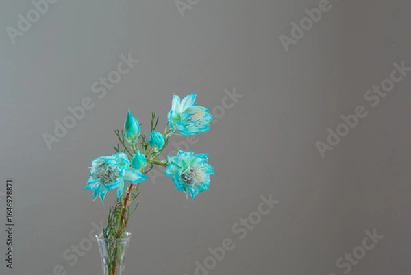 Obraz 白い部屋に置かれたセルリア