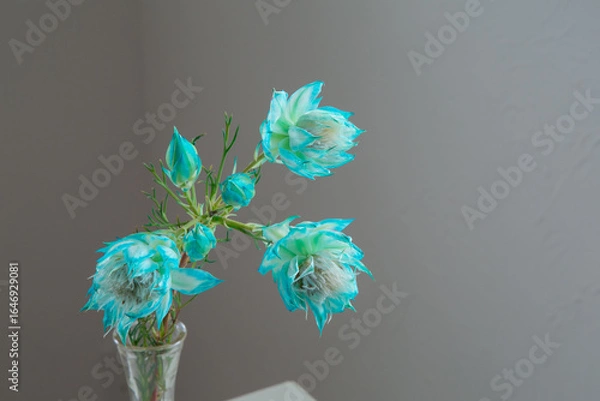 Obraz 白い部屋に置かれたセルリア