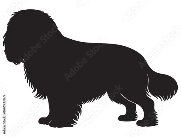 Obraz CAVALIER KING CHARLES SPANIEL DOG SILHOUETTE