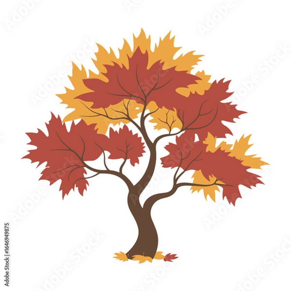 Fototapeta Autumn maple tree, vector illustration on white background.