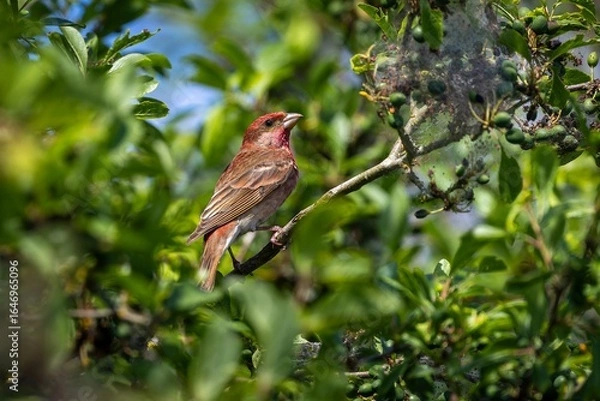 Fototapeta Männlicher Karmingimpel