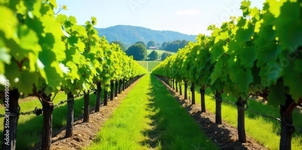 Obraz Sun-drenched Vineyard Ready for Harvest Rows of Lush Green Grapevines and Ripe Grapes Showcase Meticulous Winemaking