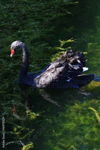 Fototapeta Swans birds white and black in the water swim
