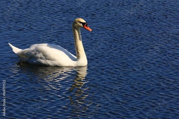 Obraz Swans birds white and black in the water swim