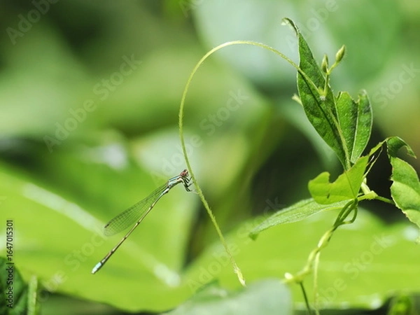 Obraz ホソミイトトンボ