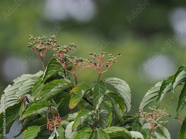 Obraz ミズキの実