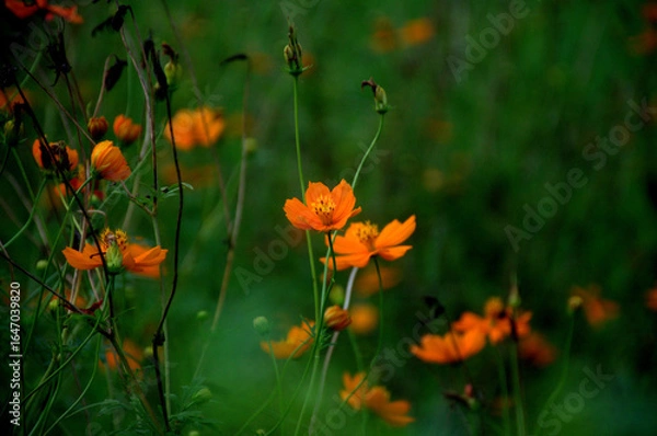 Obraz Spring blooming colorful flowers in garden. Orange calendula field in the garden. Geum coccineum borisii or dwarf orange avens red flower with green background.