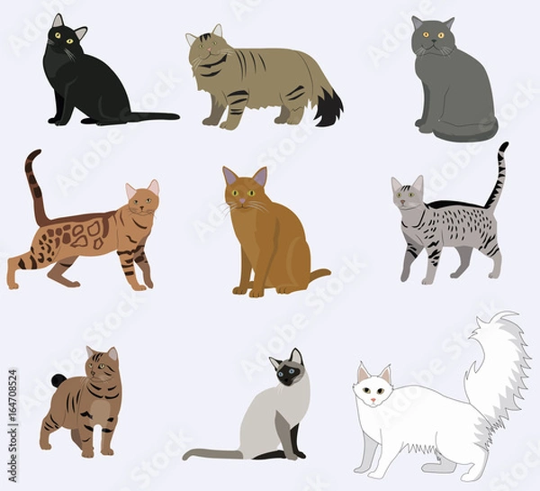 Fototapeta Vector breed cats icons set.