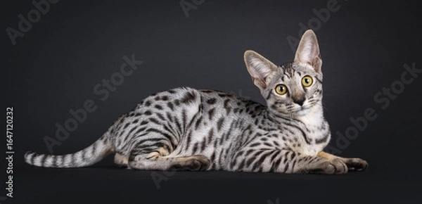 Fototapeta Gorgeous silver Savannah cat, laying down side ways. Looking straight to camera. Tail up.  Isolated on a black background.