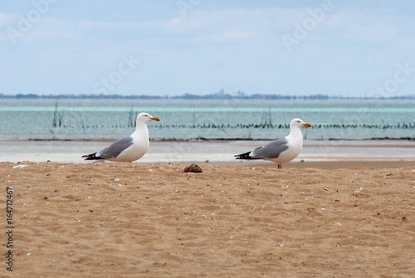 Obraz Goélands à île d'Oléron