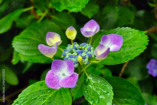 Fototapeta Vibrant Hydrangea Bloom with Dew-Studded Leaves in Garden Setting