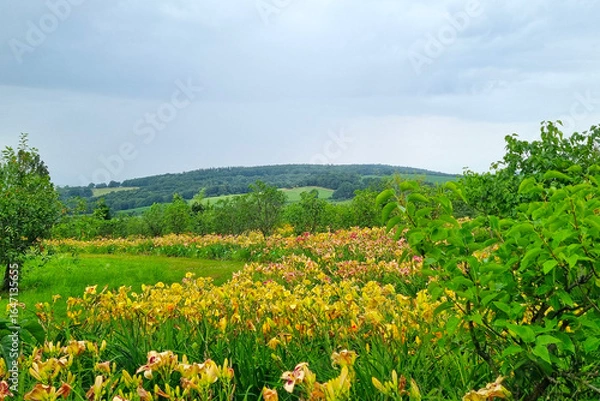 Fototapeta Scenic Summer Landscape with Rolling Hills and Vibrant Daylilies