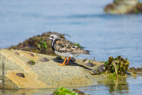Fototapeta Oiseau breton