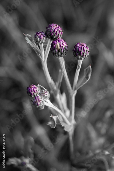 Fototapeta colorkey flower black and white