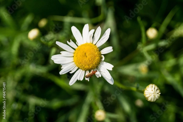 Fototapeta blooming chamomile with bug