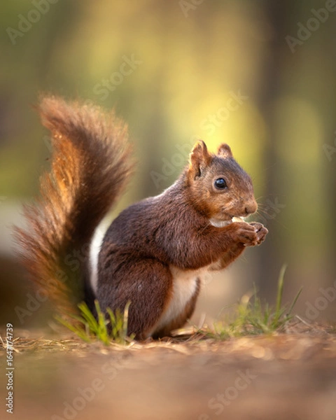 Fototapeta squirrel eating nut