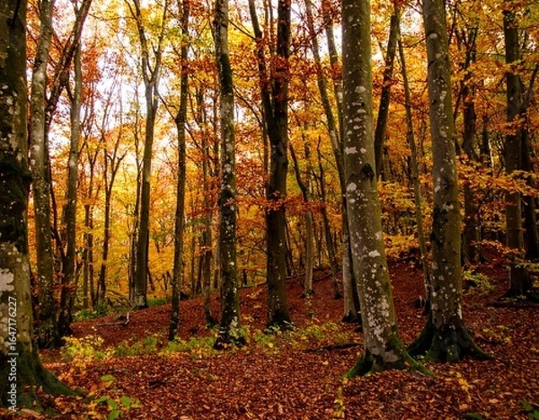 Obraz Autumn forest scene