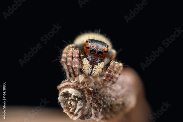 Obraz Super macro female Carrhotus Sannio or Jumping spider on stem