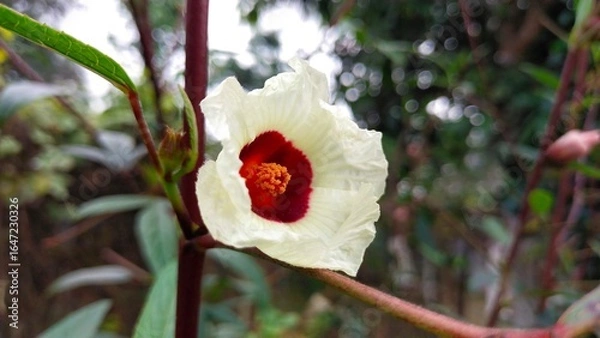 Fototapeta a white flower with a red center