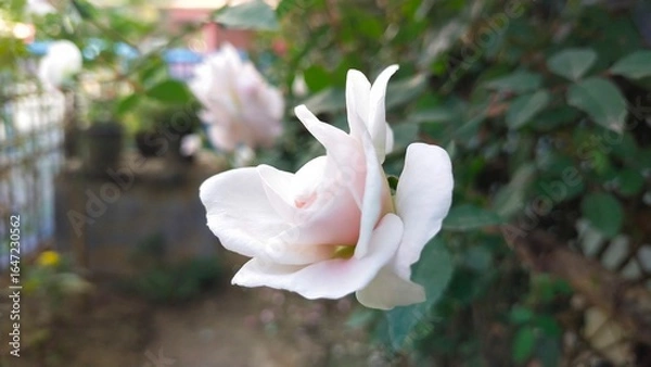 Fototapeta a close up of a flower