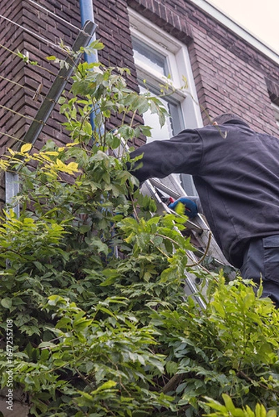 Fototapeta Pruning a wisteria