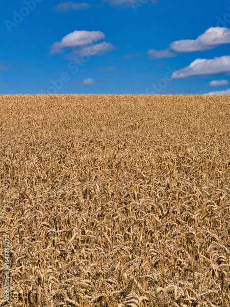 Fototapeta Ripened wheat heads fill the frame under a deep blue sky with soft clouds on a bright summer afternoon in the Shropshire Hills National Landscape, Shropshire, UK.