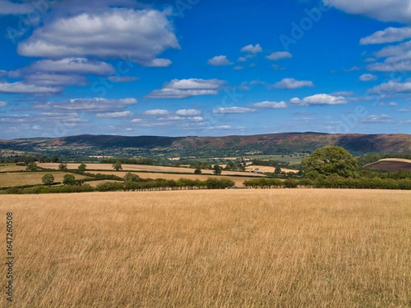Fototapeta Golden summer fields and hedgerows lead to the Long Mynd in Shropshire, UK, under a vibrant blue sky with scattered clouds.