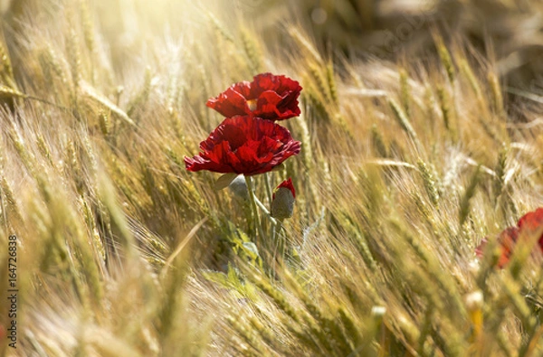 Obraz Poppy and wheat field during sunset