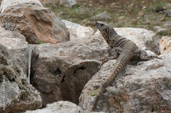 Obraz Méxique pyramides aztèques 