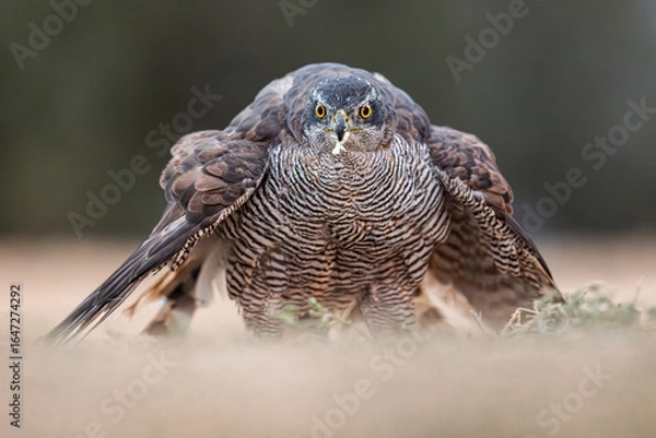 Fototapeta Eurasian goshawk portrait