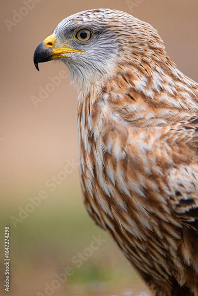 Fototapeta red kite portrait 