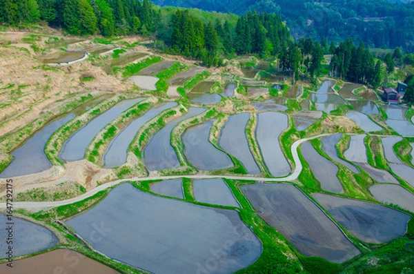 Fototapeta 新潟県小千谷市　田植え前の外之沢棚田