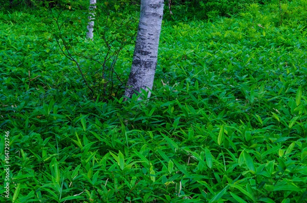Fototapeta 奥日光戦場が原　白樺の幹と一面のササ