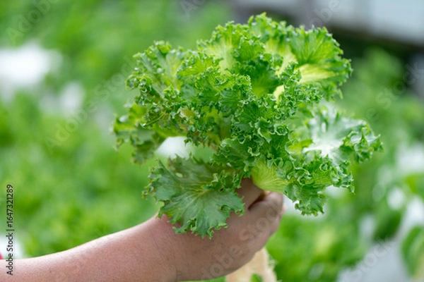 Fototapeta farmer picks lettuce from the vegetable garden. fresh lettuce grown in organic farming.